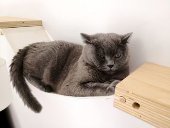 British shorthair cat on cat hammock on climbing furniture