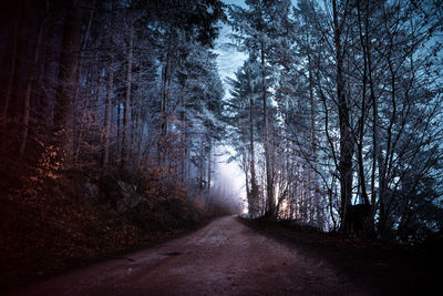 Dirt road amidst trees in forest