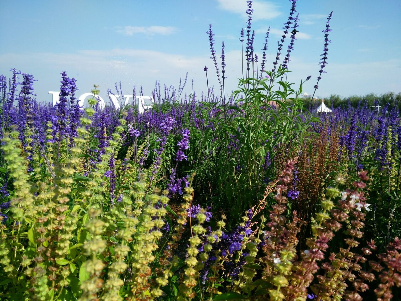 PURPLE FLOWERS IN FIELD