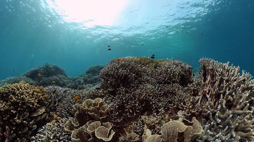 Fish swimming in sea