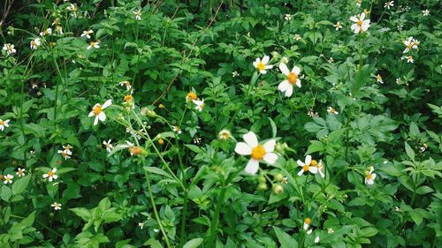 Close-up of flowers