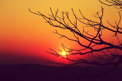 Silhouette bare tree against orange sky