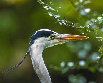 Close-up of a bird