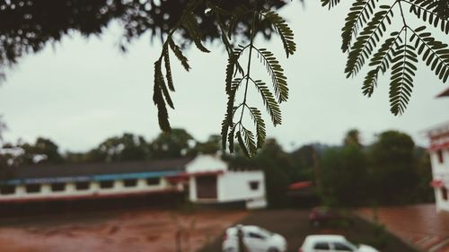 Plants growing on tree