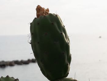 Close-up of succulent plant against sky