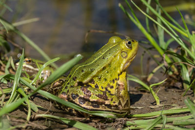 Close-up of frog on lakeshore