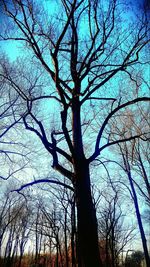 Low angle view of bare trees against sky