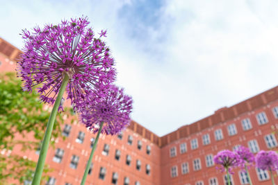 Close-up of pink flowering plant against sky