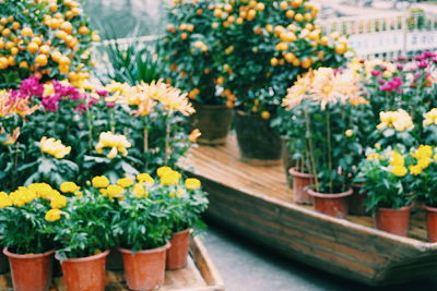 Close-up of flowers