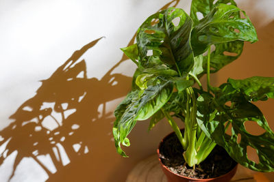 Monstera flower in a pot against the wall, illuminated by the sun. shadows from the window 