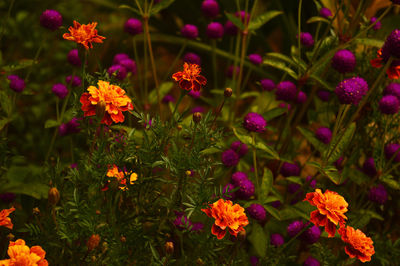 High angle view of pink flowering plants on field
