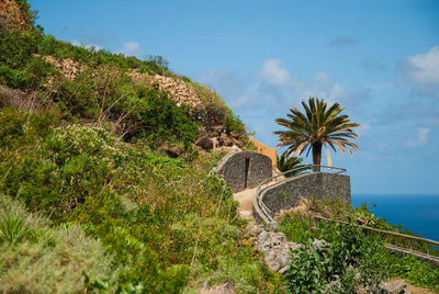 Palm trees by sea against sky