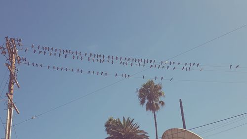 Low angle view of birds perching on cable against clear sky