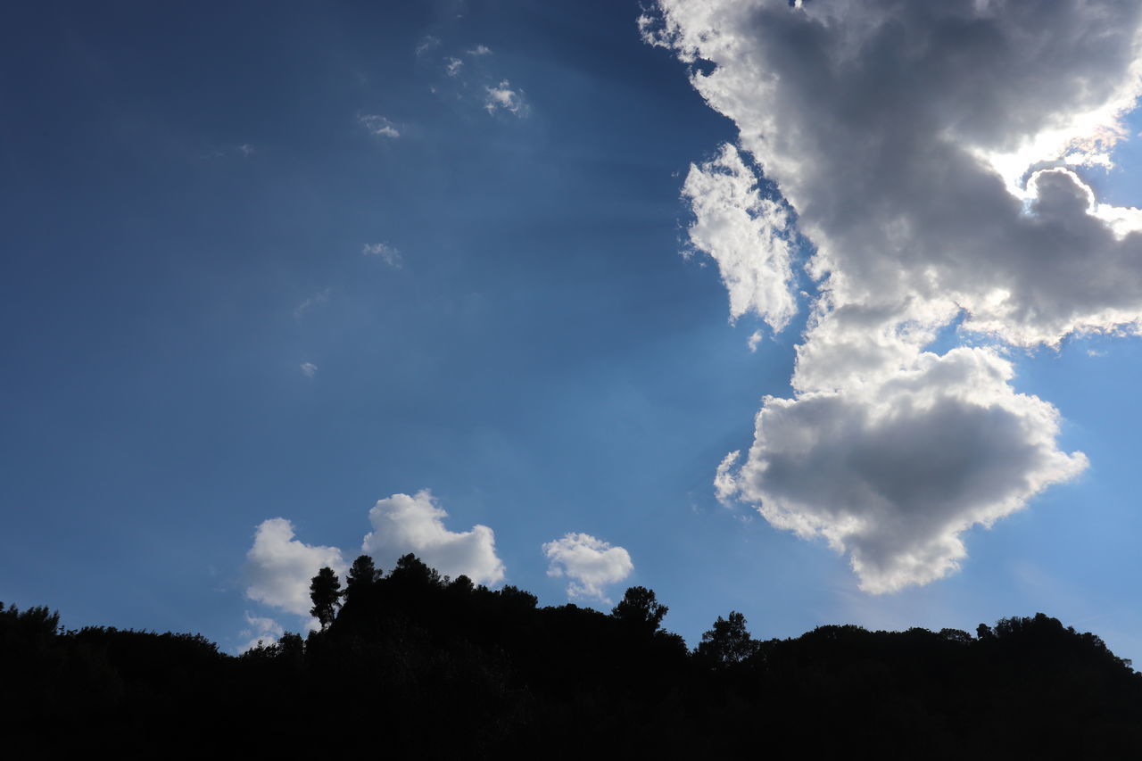 LOW ANGLE VIEW OF SILHOUETTE PLANTS AGAINST SKY