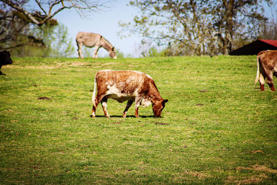 Goats on grassy field