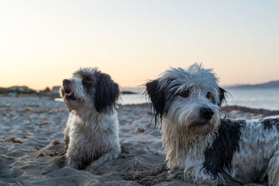 Close-up of dog on beach against clear sky