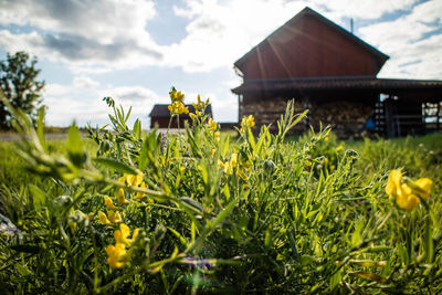 Close-up of yellow flowers against sky