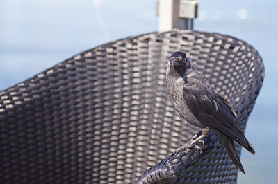 Crow sitting on an outdoor furniture