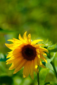 Close-up of yellow flowering plant on field