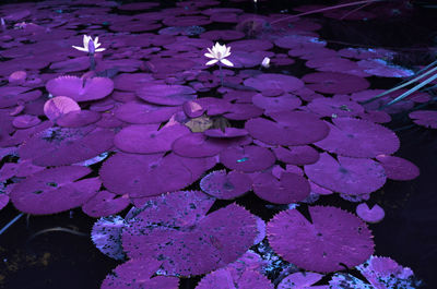 Close-up of hydrangea blooming at night