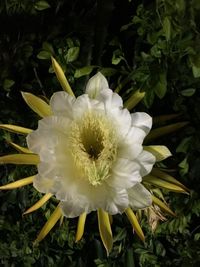 Close-up of flower blooming outdoors