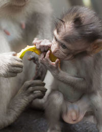 Close-up of monkey eating food