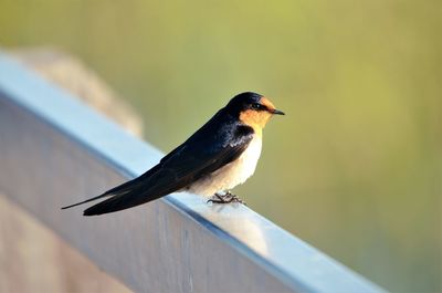 Close-up of bird perching on railing