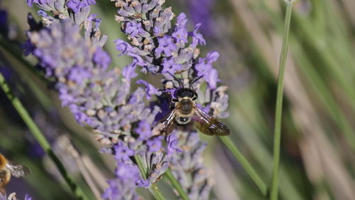 Close-up of bee pollinating on lavender