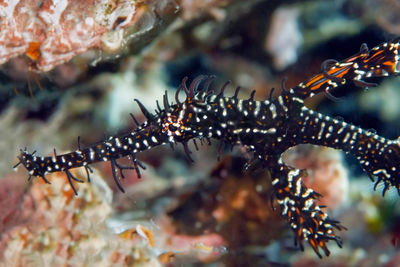 Close-up of fishes swimming in sea