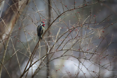 Close-up of bird perching on branch