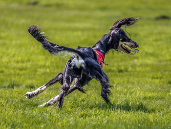 Side view of black dog on grassy field