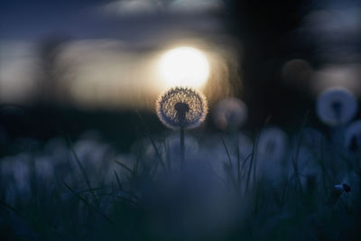 Close-up of dandelion on field during sunset