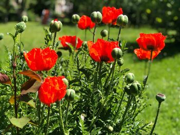 Close-up of red poppy flowers