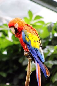 Close-up of parrot perching on branch