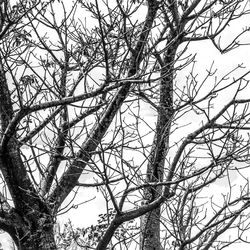 Low angle view of bare trees against sky