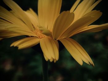 Close-up of yellow flowering plant