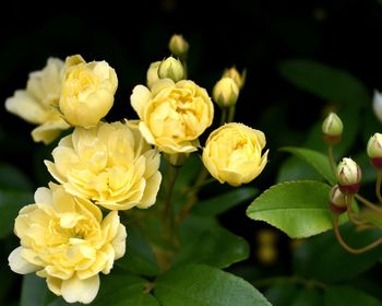 Close-up of yellow roses