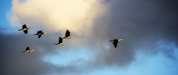 Pied comorant birds against a dusk sky