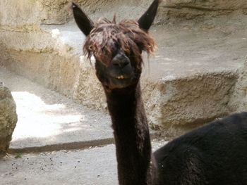 Close-up portrait of horse on sand