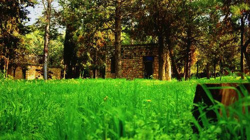 Trees on grassy field