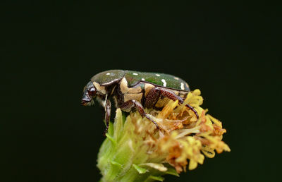 Close-up of insect on plant