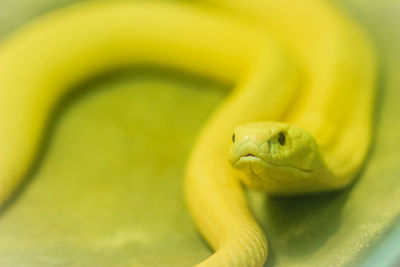 Close-up of snake