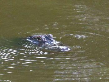 High angle view of duck swimming in lake