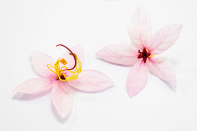Close-up of pink flower over white background