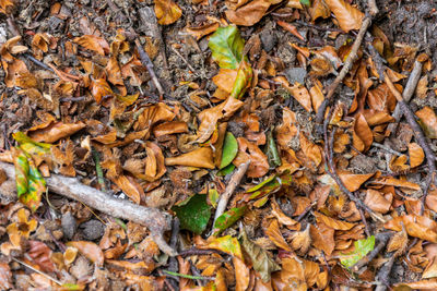 High angle view of dry leaves on land