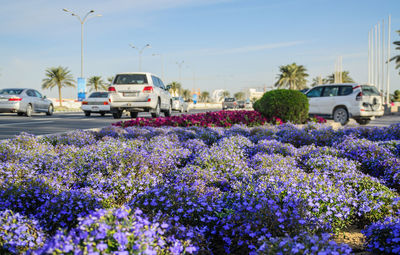 Flowers growing on road