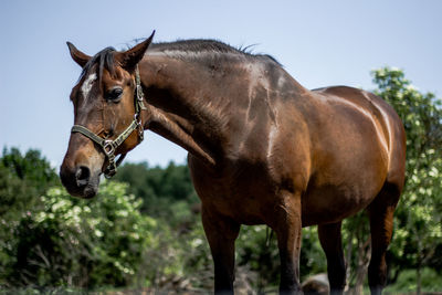 Horse in ranch against sky