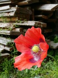 Close-up of red hibiscus flower