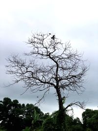 Low angle view of silhouette tree against sky