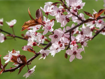 Close-up of pink flowers on branch